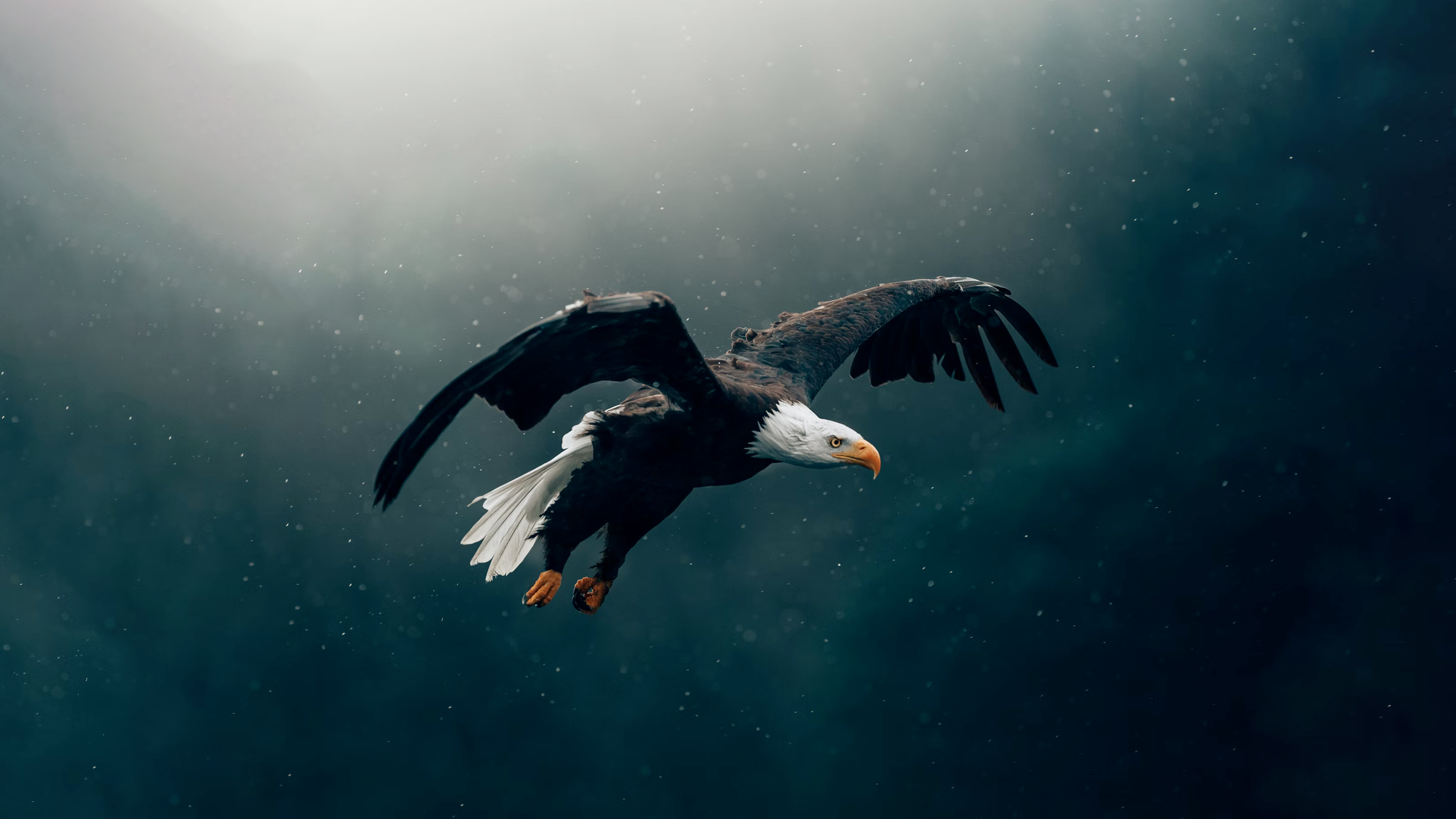 Grandir dans le prophétique